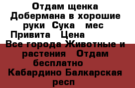 Отдам щенка Добермана в хорошие руки. Сука 5 мес. Привита › Цена ­ 5 000 - Все города Животные и растения » Отдам бесплатно   . Кабардино-Балкарская респ.